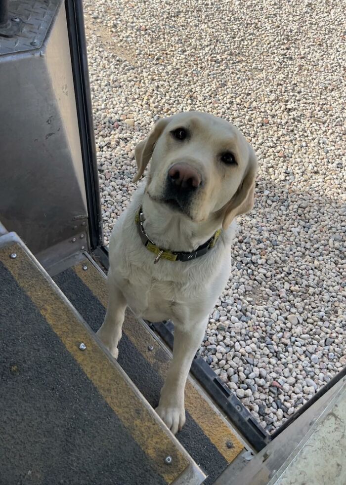 145 Times UPS Drivers Met Adorable Pets And Couldn’t Help But Brag (New Pics)