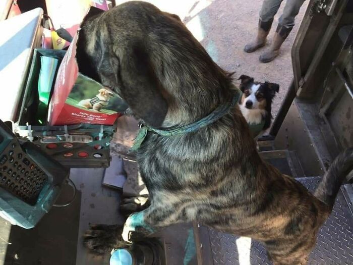 145 Times UPS Drivers Met Adorable Pets And Couldn’t Help But Brag (New Pics)