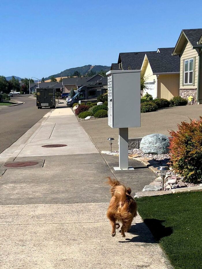 145 Times UPS Drivers Met Adorable Pets And Couldn’t Help But Brag (New Pics)