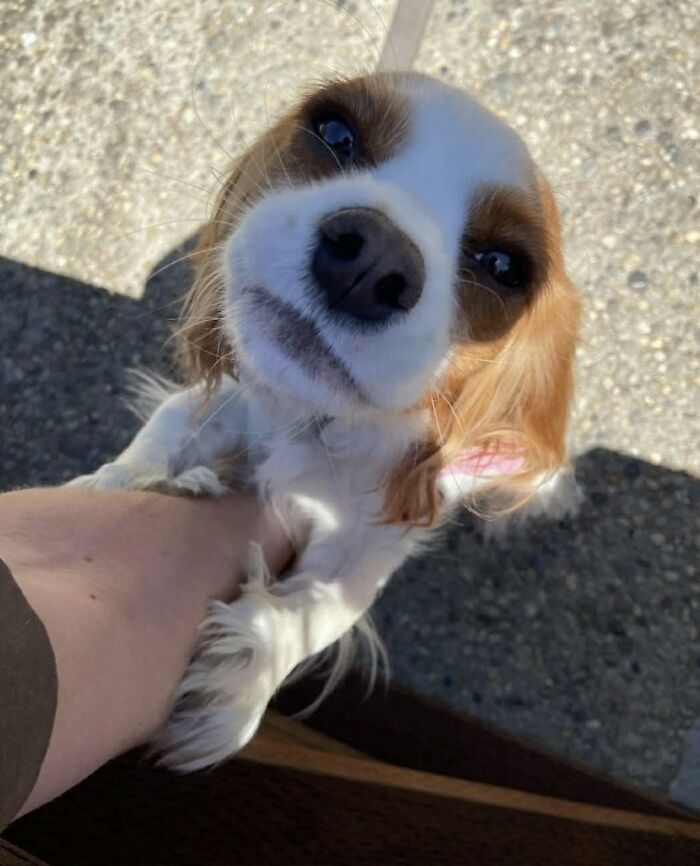 145 Times UPS Drivers Met Adorable Pets And Couldn’t Help But Brag (New Pics)