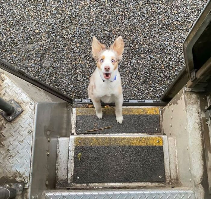 145 Times UPS Drivers Met Adorable Pets And Couldn’t Help But Brag (New Pics)