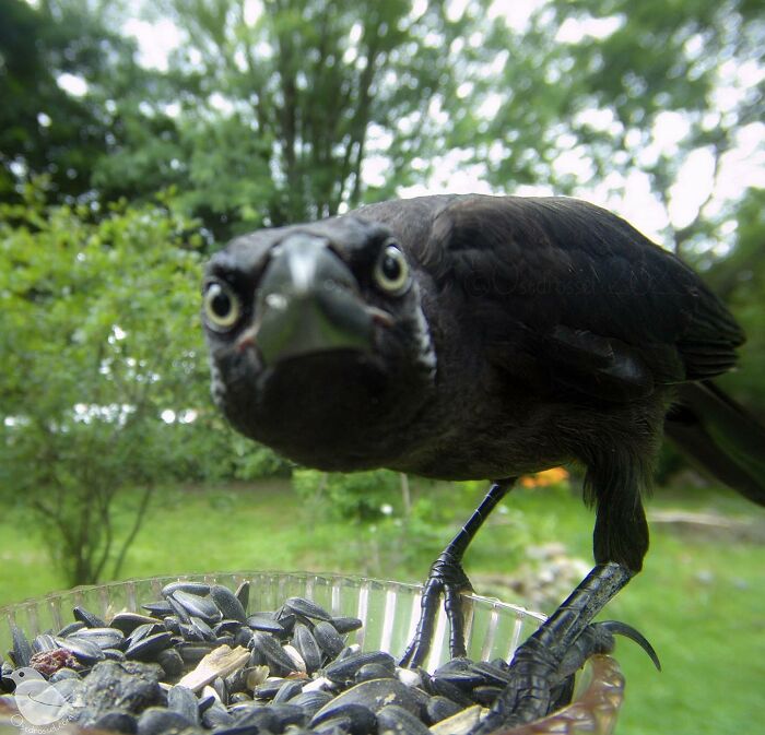 Woman Puts Camera On Bird Feeder In Her Yard To See Who Comes To Visit (50 Best Pics)
