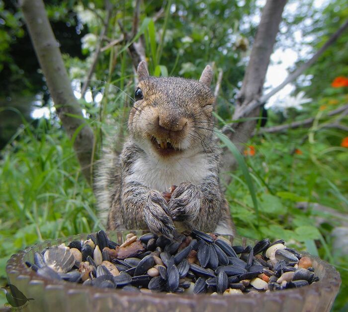 Woman Puts Camera On Bird Feeder In Her Yard To See Who Comes To Visit (50 Best Pics)