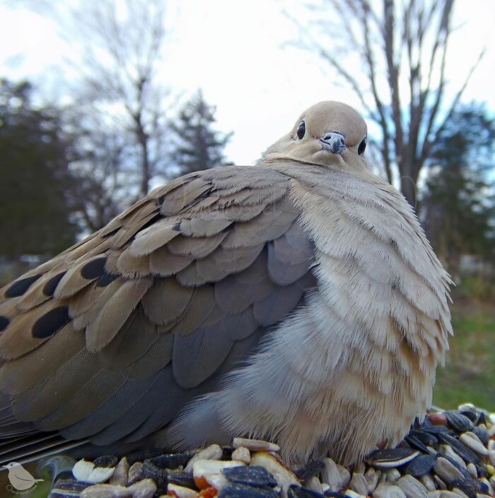 Woman Puts Camera On Bird Feeder In Her Yard To See Who Comes To Visit (50 Best Pics)