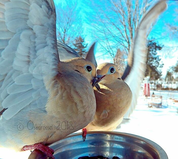 Woman Puts Camera On Bird Feeder In Her Yard To See Who Comes To Visit (50 Best Pics)