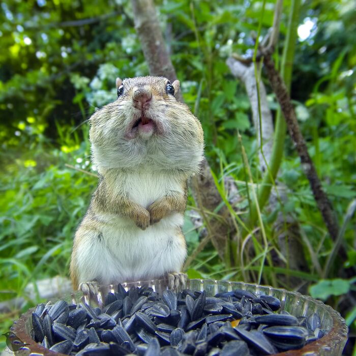 Woman Puts Camera On Bird Feeder In Her Yard To See Who Comes To Visit (50 Best Pics)