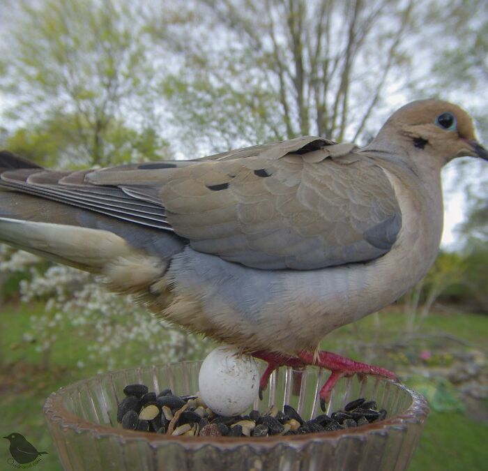 Woman Puts Camera On Bird Feeder In Her Yard To See Who Comes To Visit (50 Best Pics)