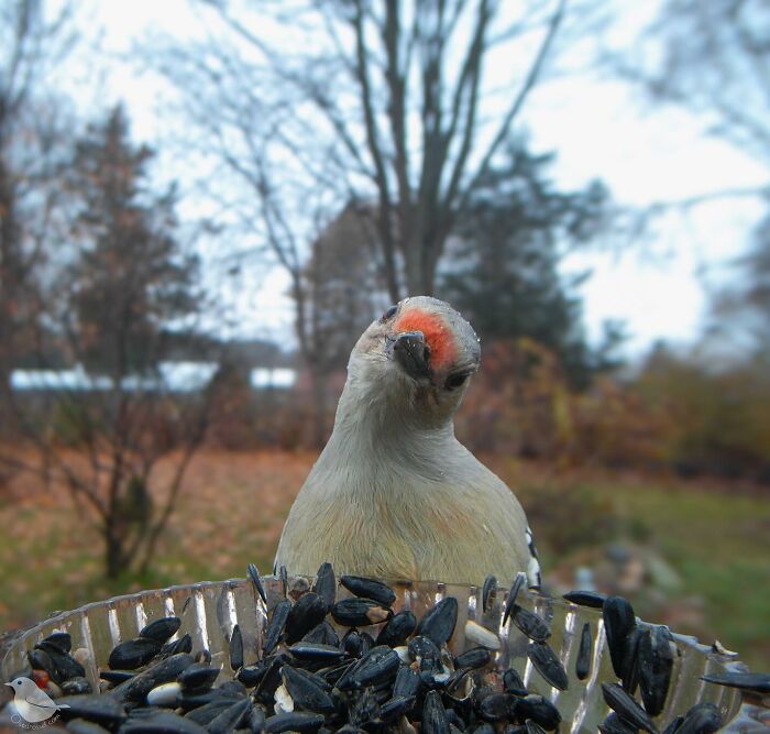 Woman Puts Camera On Bird Feeder In Her Yard To See Who Comes To Visit (50 Best Pics)