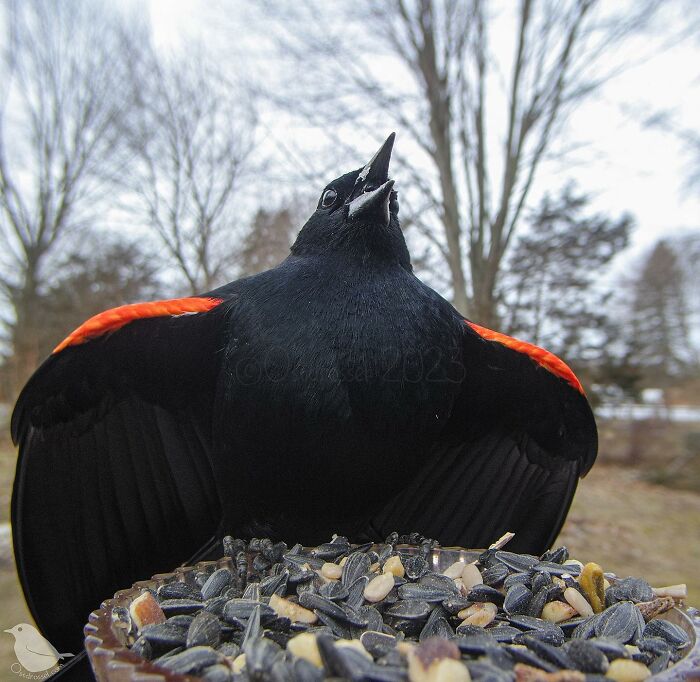 Woman Puts Camera On Bird Feeder In Her Yard To See Who Comes To Visit (50 Best Pics)