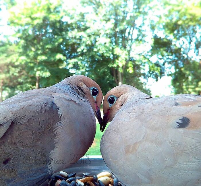 Woman Puts Camera On Bird Feeder In Her Yard To See Who Comes To Visit (50 Best Pics)
