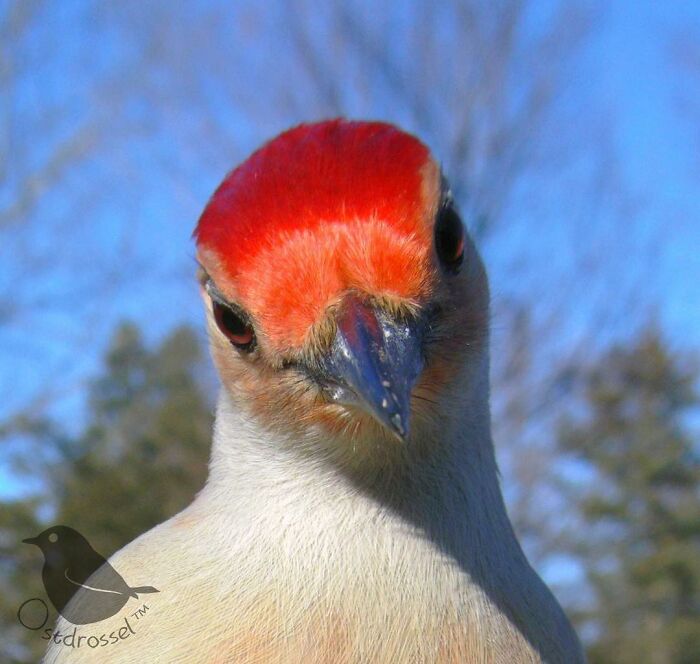 Woman Puts Camera On Bird Feeder In Her Yard To See Who Comes To Visit (50 Best Pics)