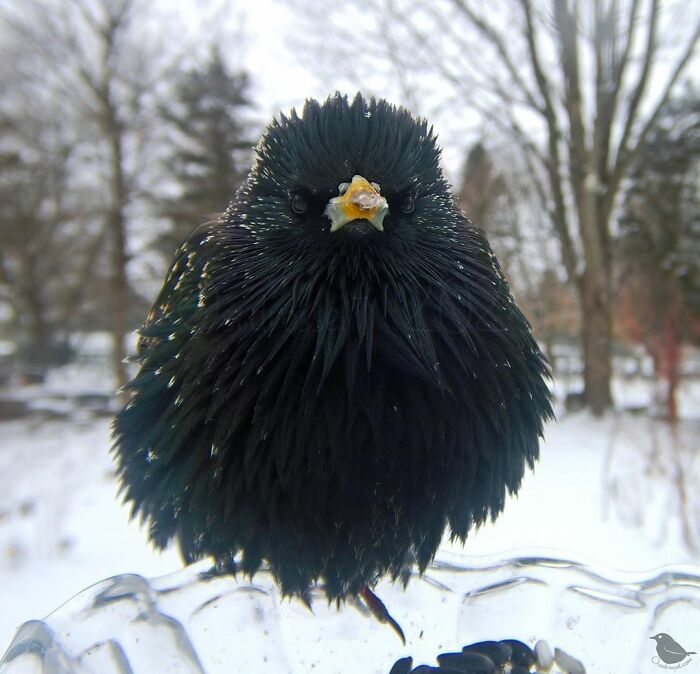 Woman Puts Camera On Bird Feeder In Her Yard To See Who Comes To Visit (50 Best Pics)