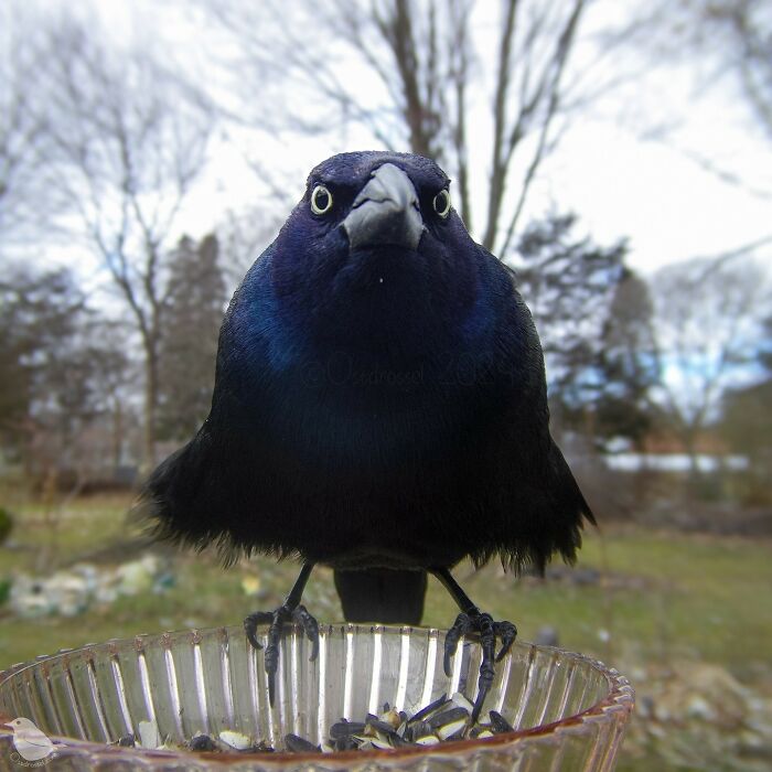 Woman Puts Camera On Bird Feeder In Her Yard To See Who Comes To Visit (50 Best Pics)