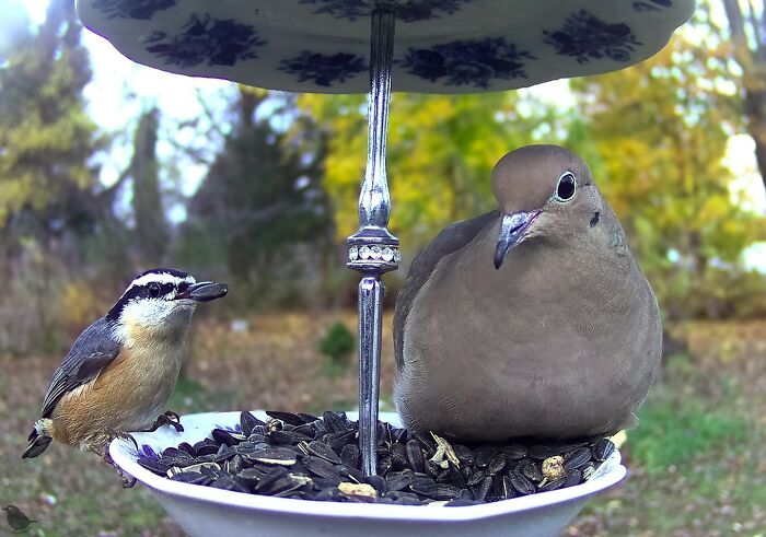 Woman Puts Camera On Bird Feeder In Her Yard To See Who Comes To Visit (50 Best Pics)