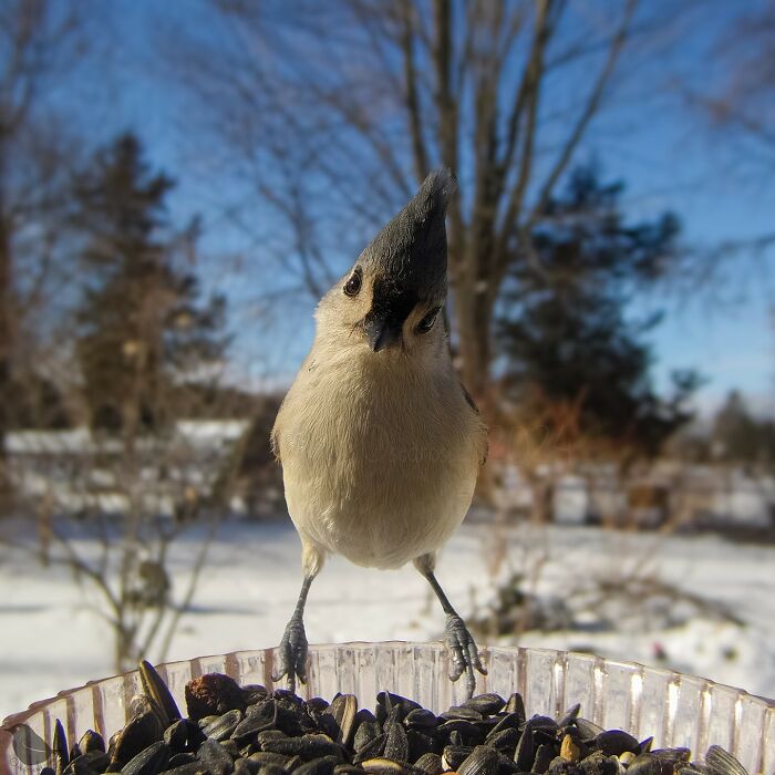 Woman Puts Camera On Bird Feeder In Her Yard To See Who Comes To Visit (50 Best Pics)