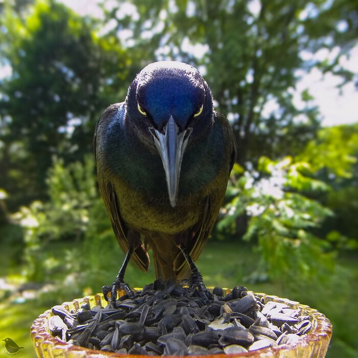 Woman Puts Camera On Bird Feeder In Her Yard To See Who Comes To Visit (50 Best Pics)