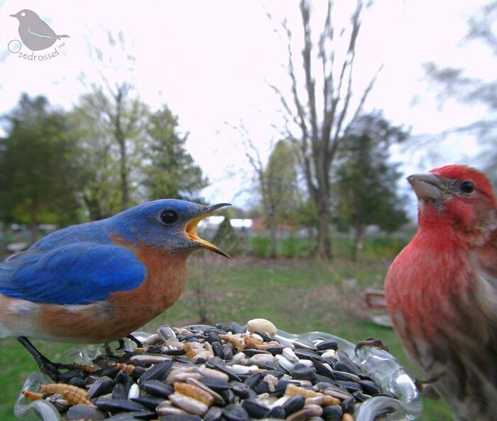 Woman Puts Camera On Bird Feeder In Her Yard To See Who Comes To Visit (50 Best Pics)