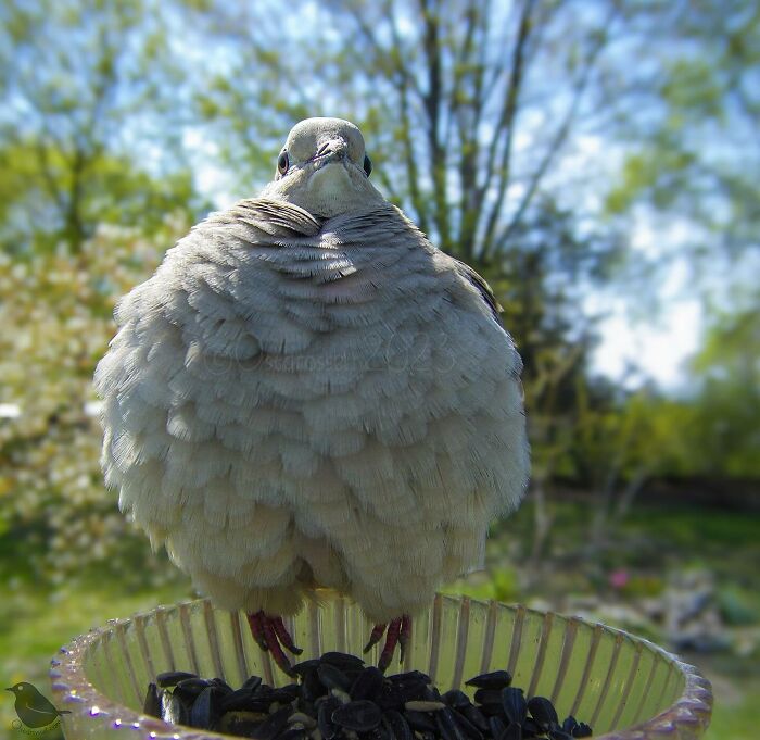 Woman Puts Camera On Bird Feeder In Her Yard To See Who Comes To Visit (50 Best Pics)