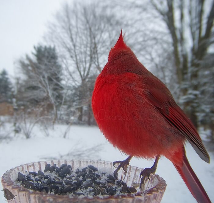 Woman Puts Camera On Bird Feeder In Her Yard To See Who Comes To Visit (50 Best Pics)