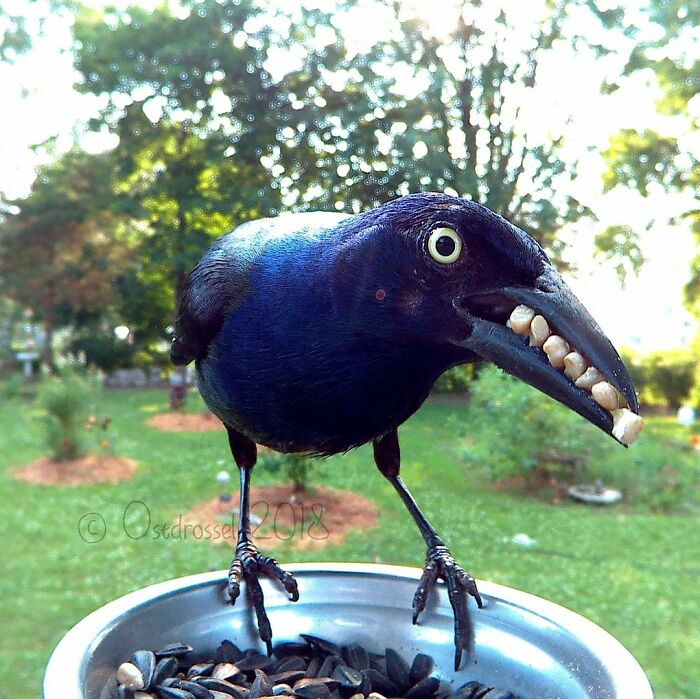 Woman Puts Camera On Bird Feeder In Her Yard To See Who Comes To Visit (50 Best Pics)
