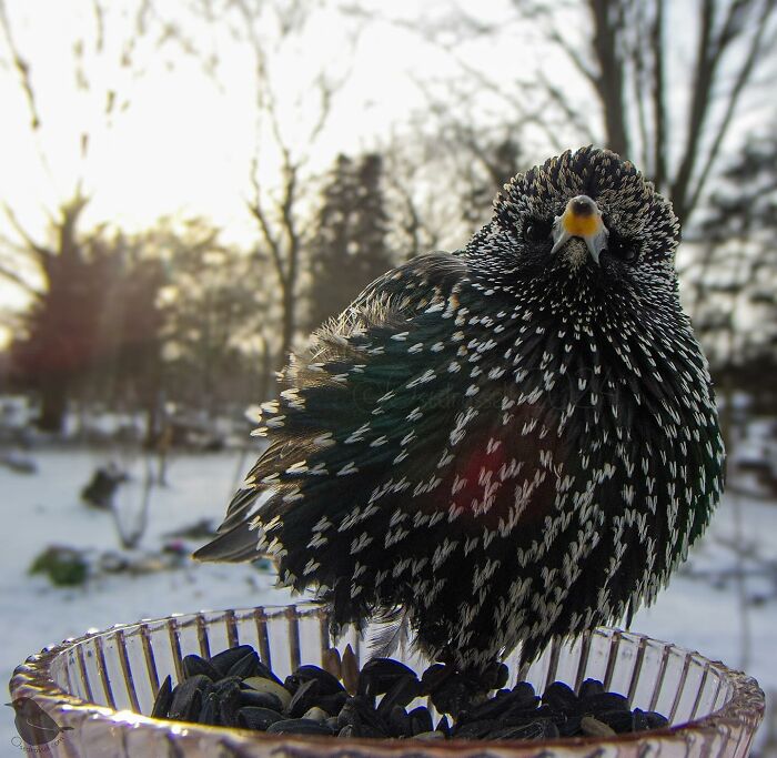 Woman Puts Camera On Bird Feeder In Her Yard To See Who Comes To Visit (50 Best Pics)