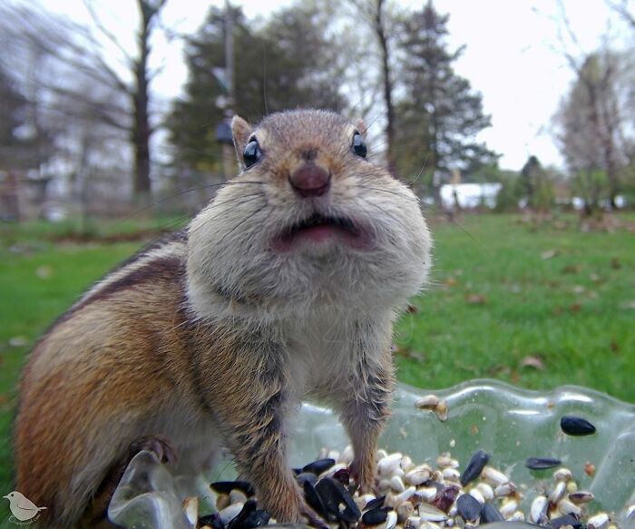Woman Puts Camera On Bird Feeder In Her Yard To See Who Comes To Visit (50 Best Pics)