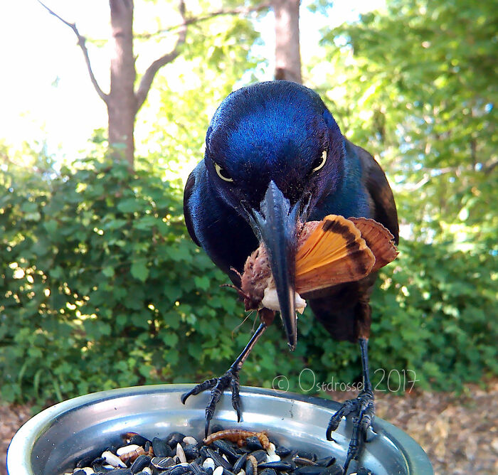 Woman Puts Camera On Bird Feeder In Her Yard To See Who Comes To Visit (50 Best Pics)