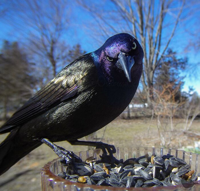 Woman Puts Camera On Bird Feeder In Her Yard To See Who Comes To Visit (50 Best Pics)