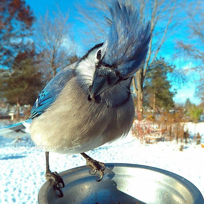 Woman Puts Camera On Bird Feeder In Her Yard To See Who Comes To Visit (50 Best Pics)