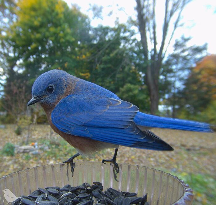 Woman Puts Camera On Bird Feeder In Her Yard To See Who Comes To Visit (50 Best Pics)