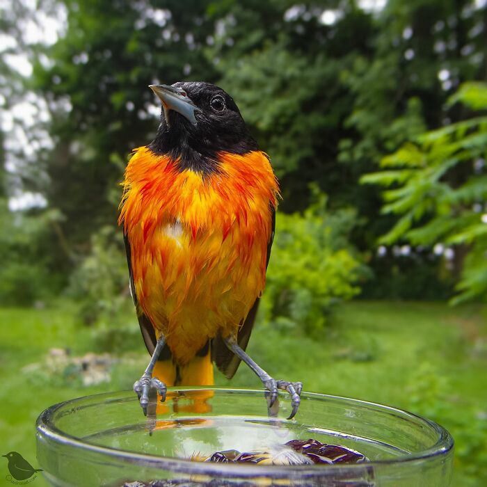 Woman Puts Camera On Bird Feeder In Her Yard To See Who Comes To Visit (50 Best Pics)