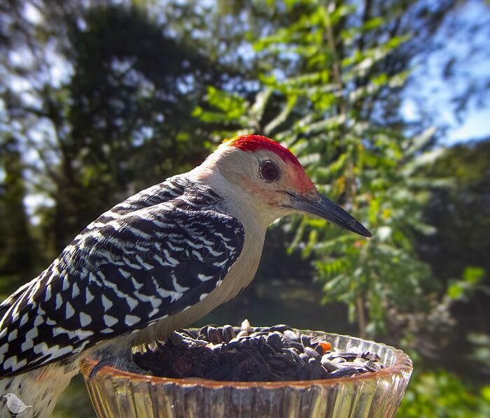 Woman Puts Camera On Bird Feeder In Her Yard To See Who Comes To Visit (50 Best Pics)