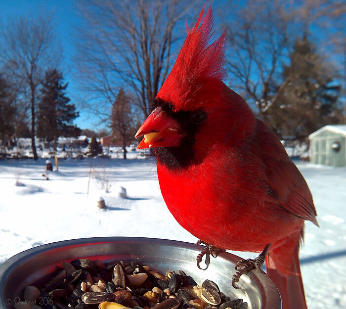 Woman Puts Camera On Bird Feeder In Her Yard To See Who Comes To Visit (50 Best Pics)