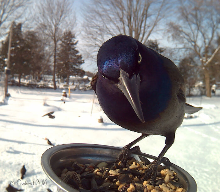 Woman Puts Camera On Bird Feeder In Her Yard To See Who Comes To Visit (50 Best Pics)