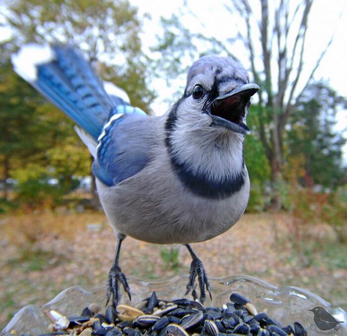 Woman Puts Camera On Bird Feeder In Her Yard To See Who Comes To Visit (50 Best Pics)