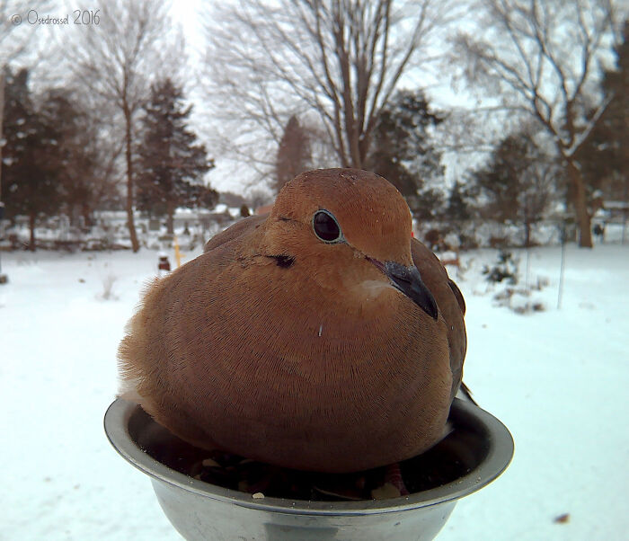 Woman Puts Camera On Bird Feeder In Her Yard To See Who Comes To Visit (50 Best Pics)