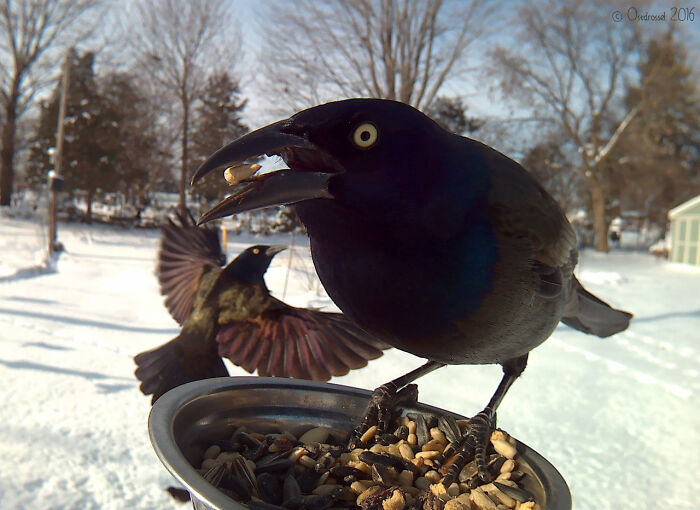 Woman Puts Camera On Bird Feeder In Her Yard To See Who Comes To Visit (50 Best Pics)