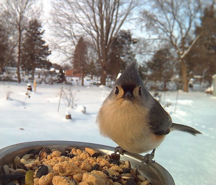 Woman Puts Camera On Bird Feeder In Her Yard To See Who Comes To Visit (50 Best Pics)