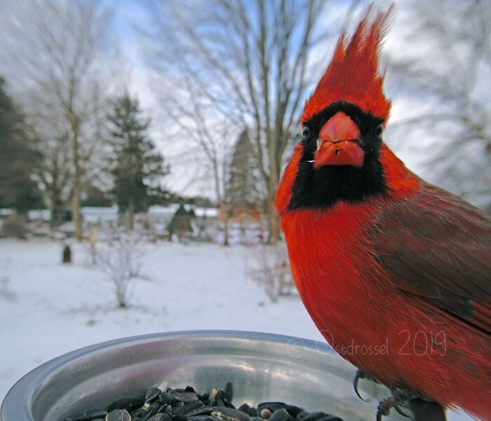 Woman Puts Camera On Bird Feeder In Her Yard To See Who Comes To Visit (50 Best Pics)