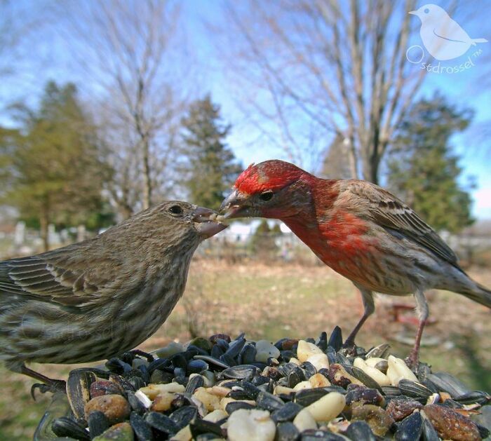 Woman Puts Camera On Bird Feeder In Her Yard To See Who Comes To Visit (50 Best Pics)