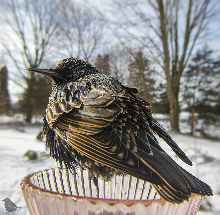 Woman Puts Camera On Bird Feeder In Her Yard To See Who Comes To Visit (50 Best Pics)