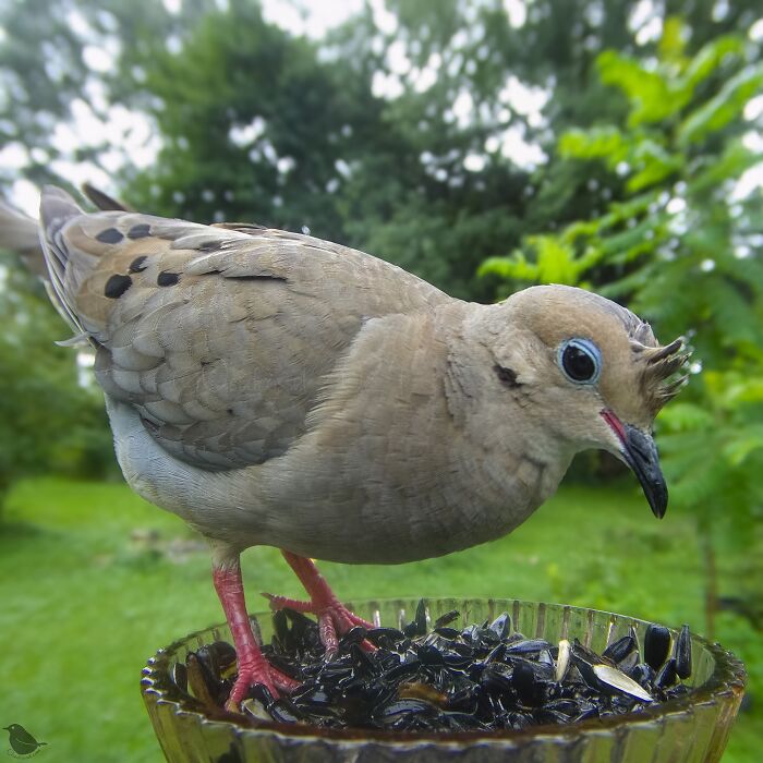 Woman Puts Camera On Bird Feeder In Her Yard To See Who Comes To Visit (50 Best Pics)