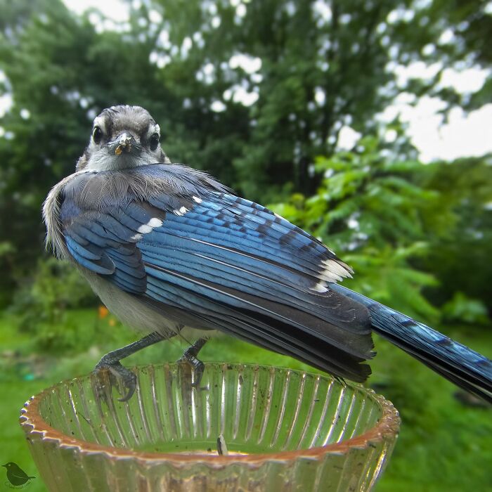 Woman Puts Camera On Bird Feeder In Her Yard To See Who Comes To Visit (50 Best Pics)