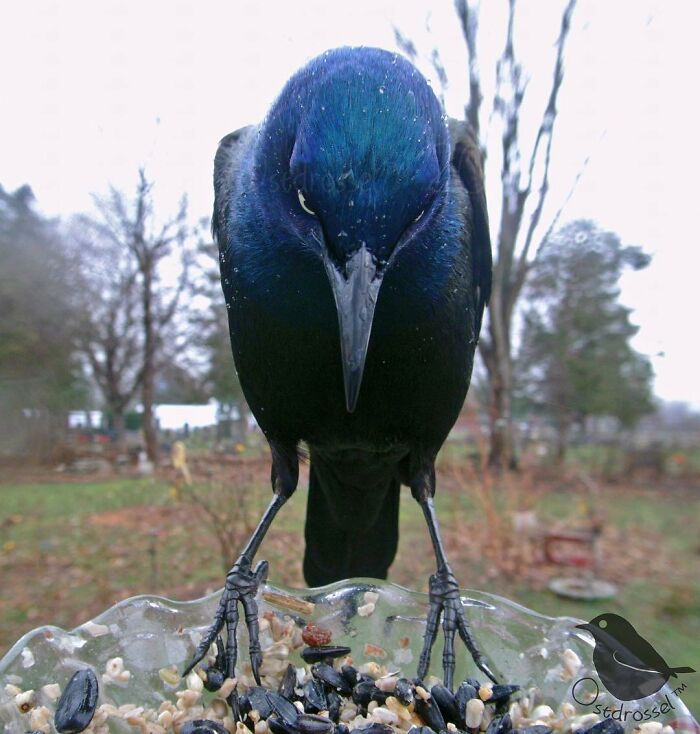 Woman Puts Camera On Bird Feeder In Her Yard To See Who Comes To Visit (50 Best Pics)
