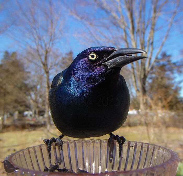 Woman Puts Camera On Bird Feeder In Her Yard To See Who Comes To Visit (50 Best Pics)