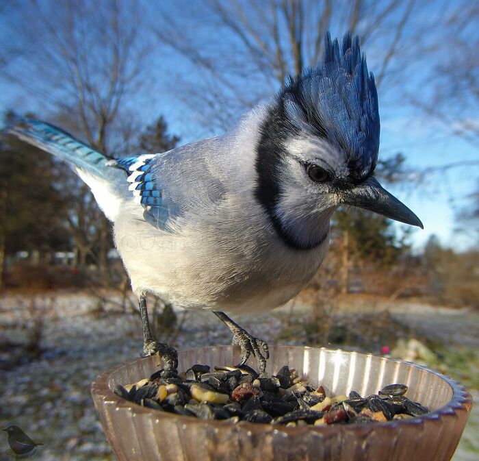 Woman Puts Camera On Bird Feeder In Her Yard To See Who Comes To Visit (50 Best Pics)