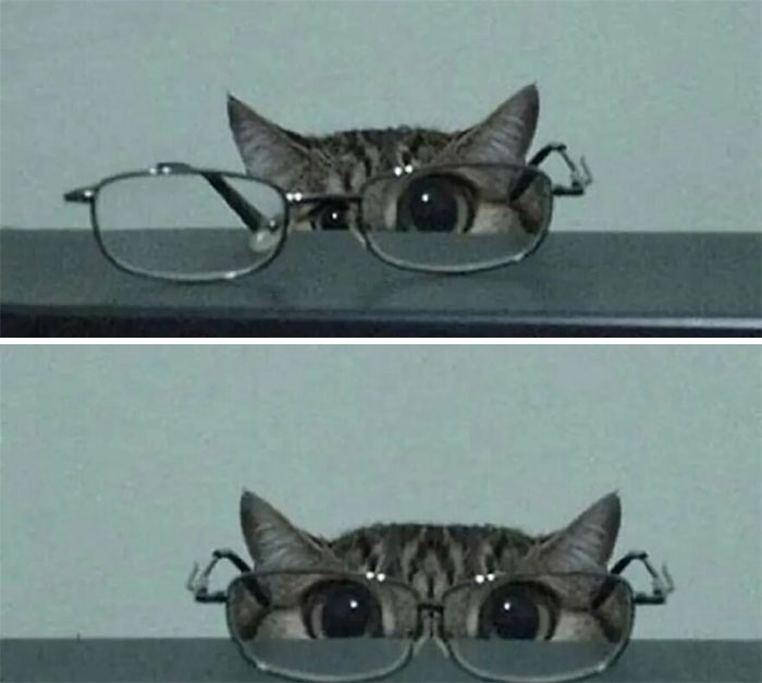 66 Funny Cats To Help You Forget All Your Worries For A Minute