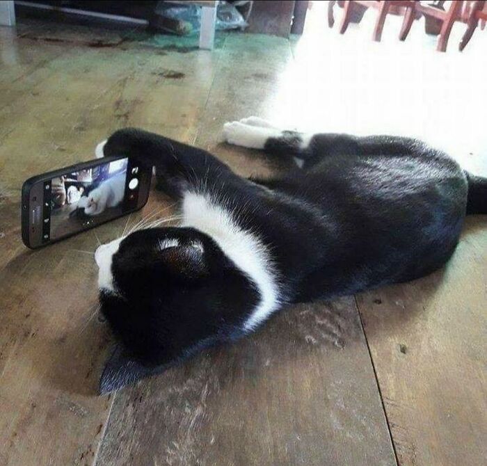 66 Funny Cats To Help You Forget All Your Worries For A Minute