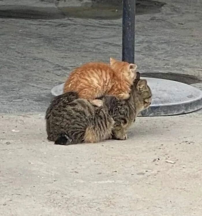 66 Funny Cats To Help You Forget All Your Worries For A Minute