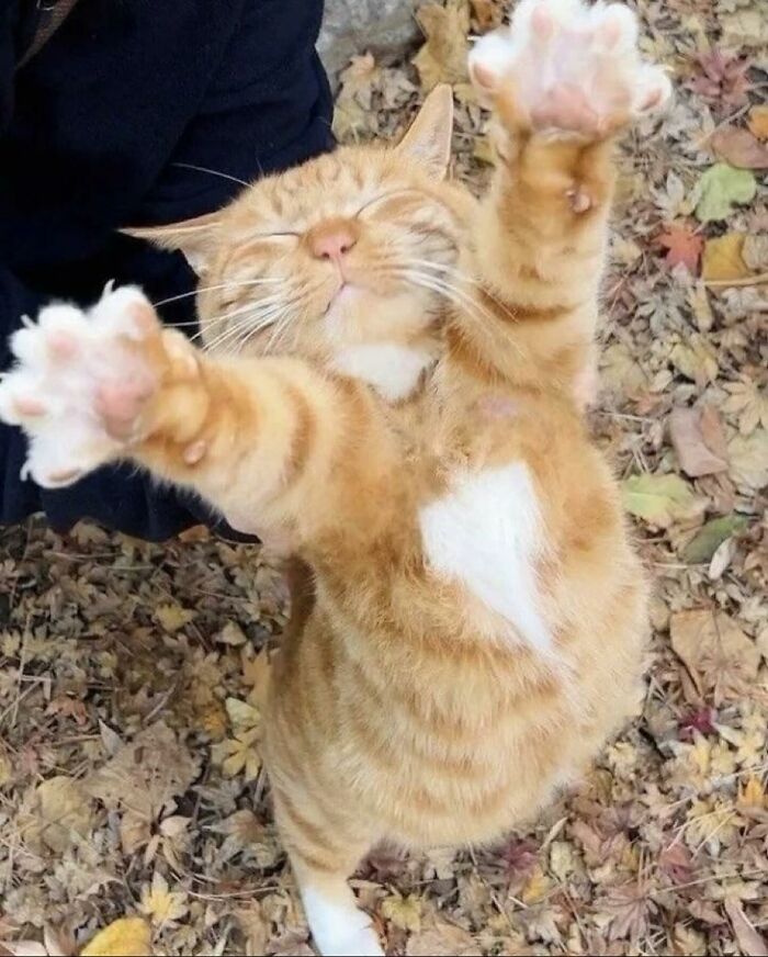 66 Funny Cats To Help You Forget All Your Worries For A Minute